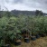 雪松袋苗米径2分一10分
