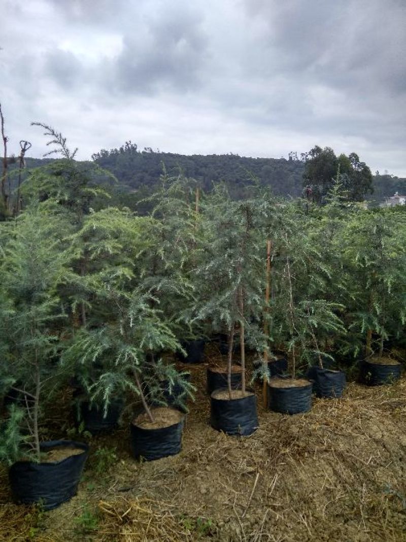 雪松袋苗米径2分一10分