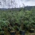 雪松袋苗米径2分一10分