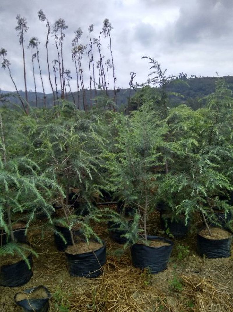 雪松袋苗米径2分一10分