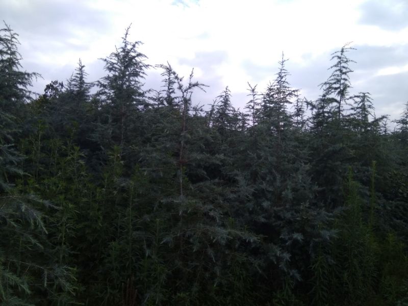 雪松袋苗米径2分一10分