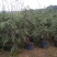 雪松袋苗米径2分一10分