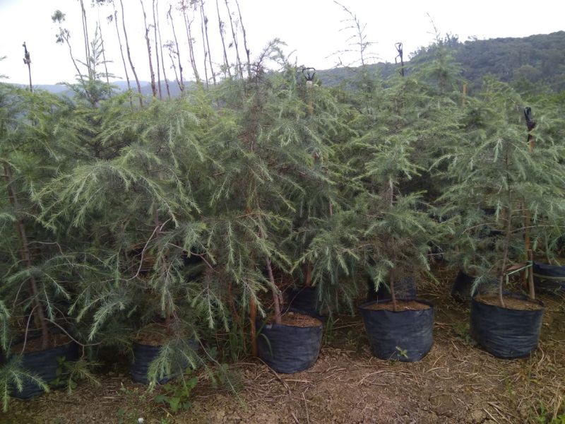 雪松袋苗米径2分一10分