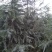 雪松袋苗米径2分一10分