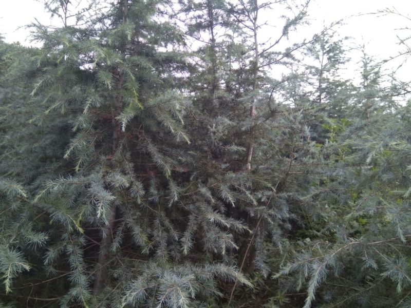 雪松袋苗米径2分一10分