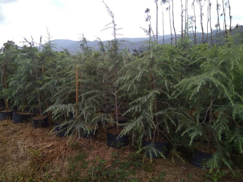 雪松袋苗米径2分一10分