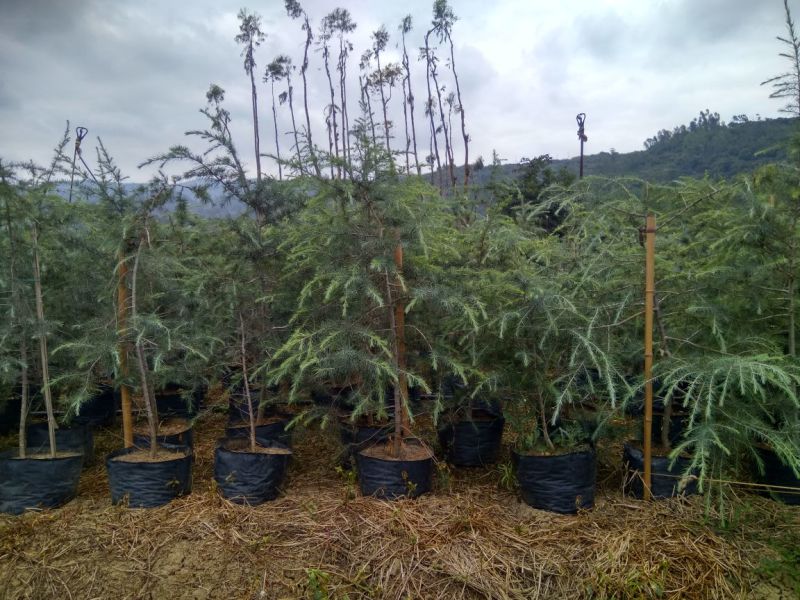 雪松袋苗米径2分一10分