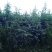 雪松袋苗米径2分一10分
