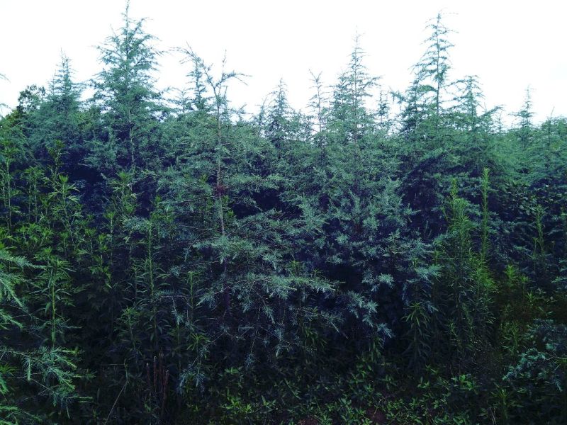 雪松袋苗米径2分一10分