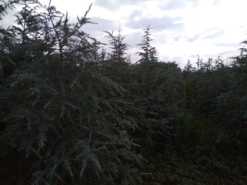 雪松袋苗米径2分一10分