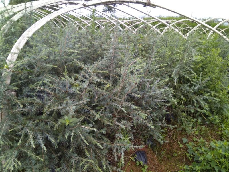 雪松袋苗米径2分一10分