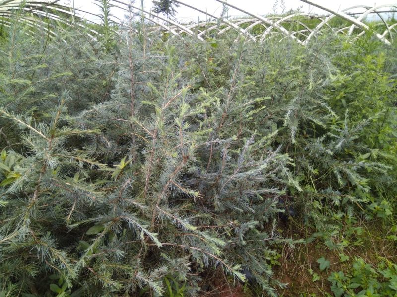 雪松袋苗米径2分一10分