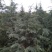 雪松袋苗米径2分一10分