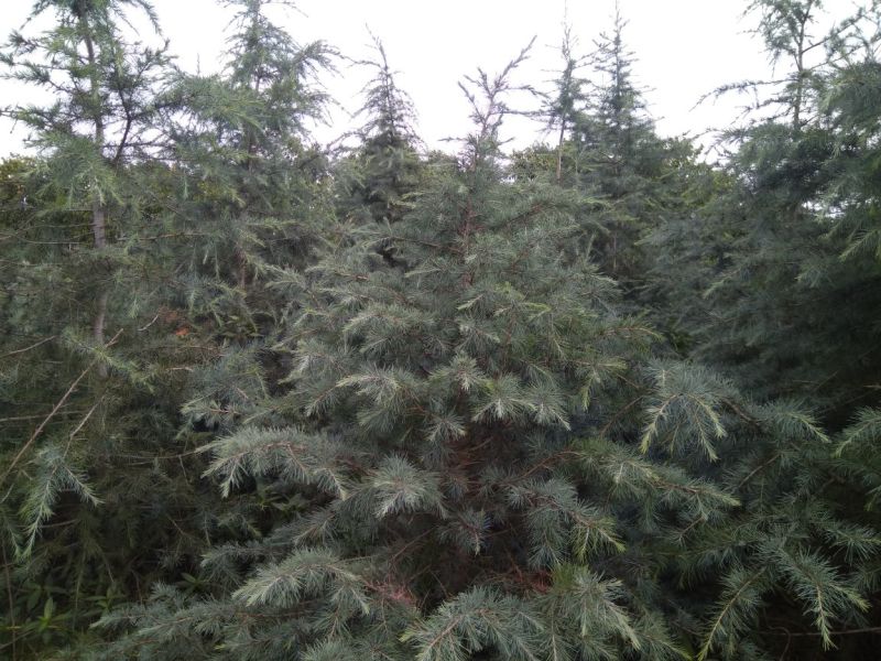 雪松袋苗米径2分一10分