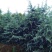 雪松袋苗米径2分一10分