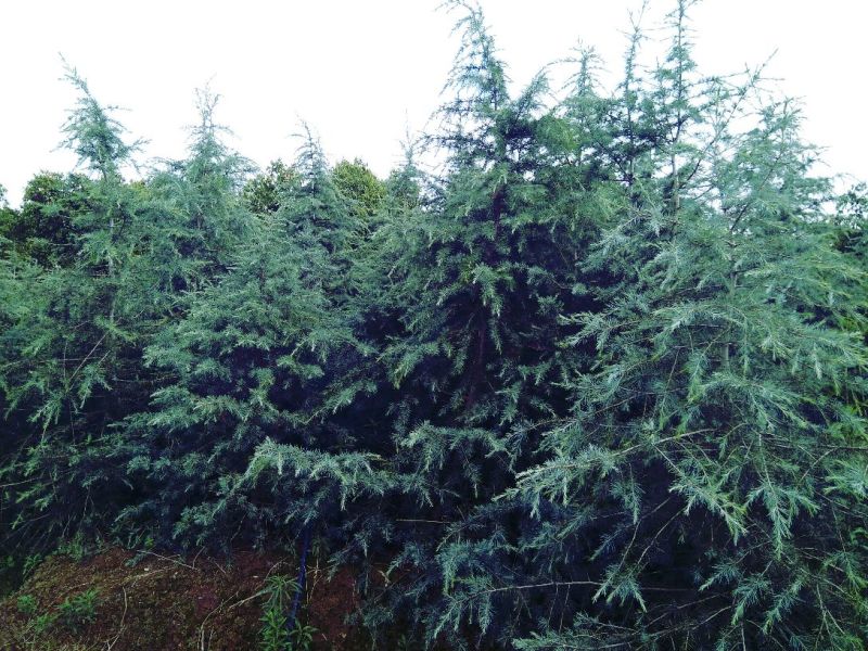 雪松袋苗米径2分一10分