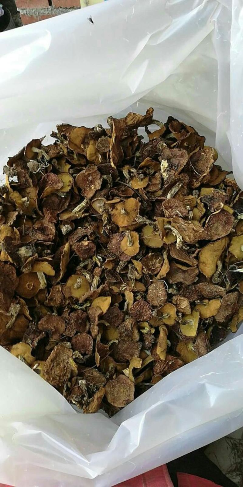 松蘑一级