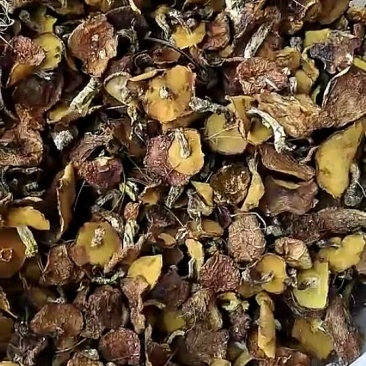 松蘑一级