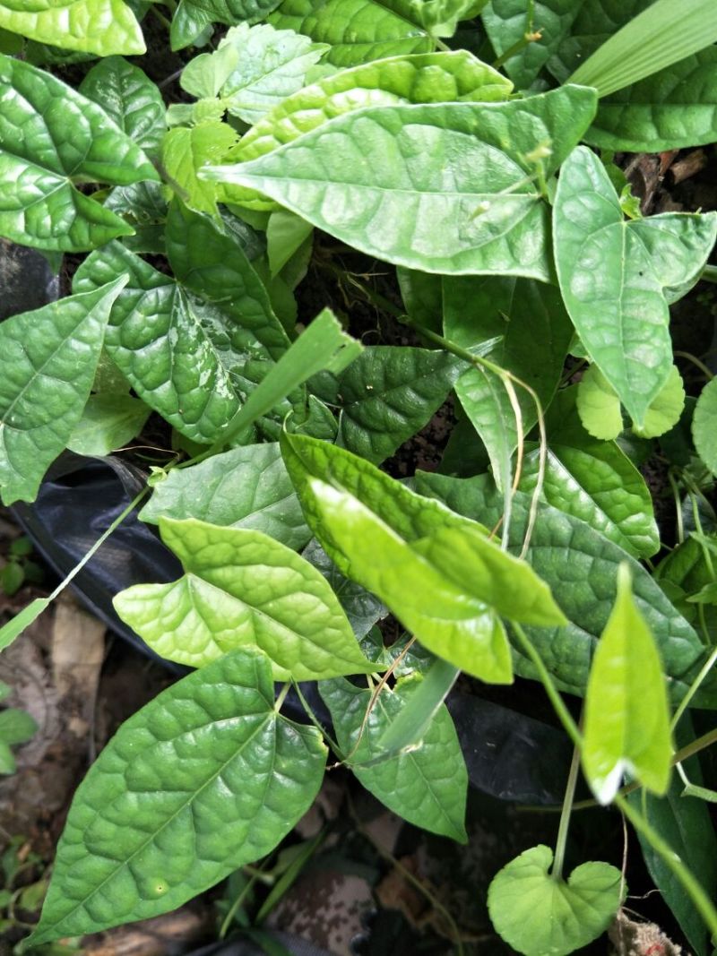 地苦胆块根苗直播苗金果揽苗甩卖，100棵起发货