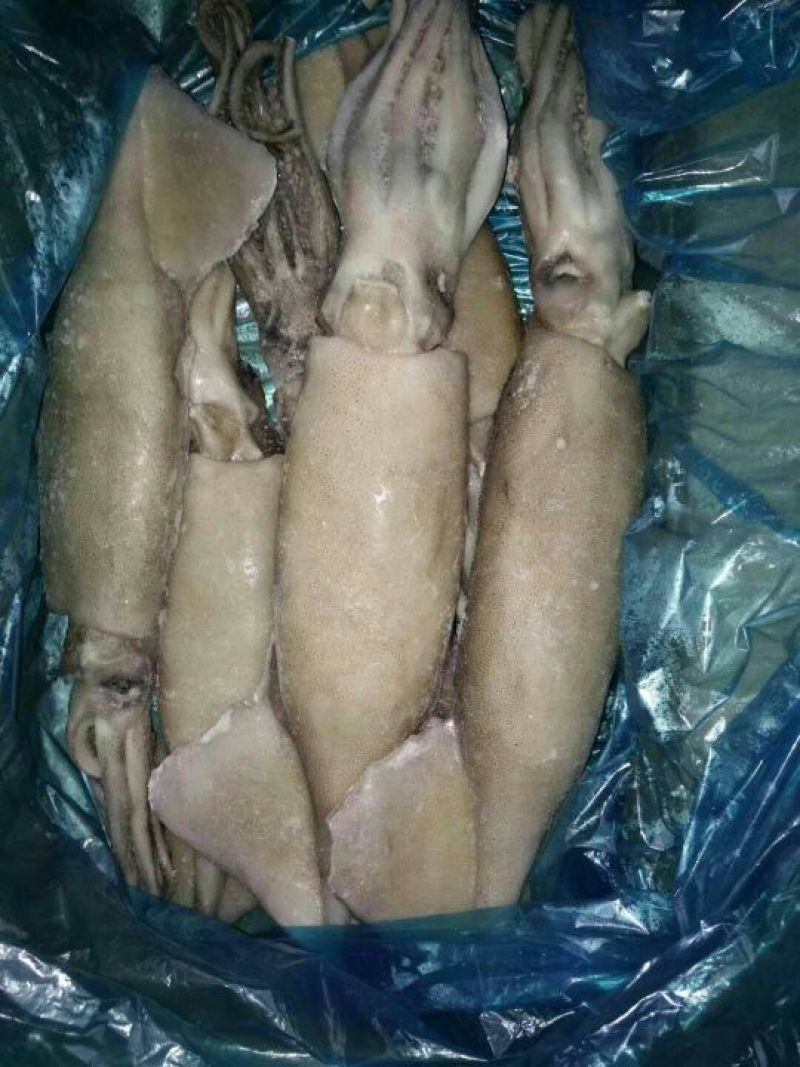 单冻鱿鱼