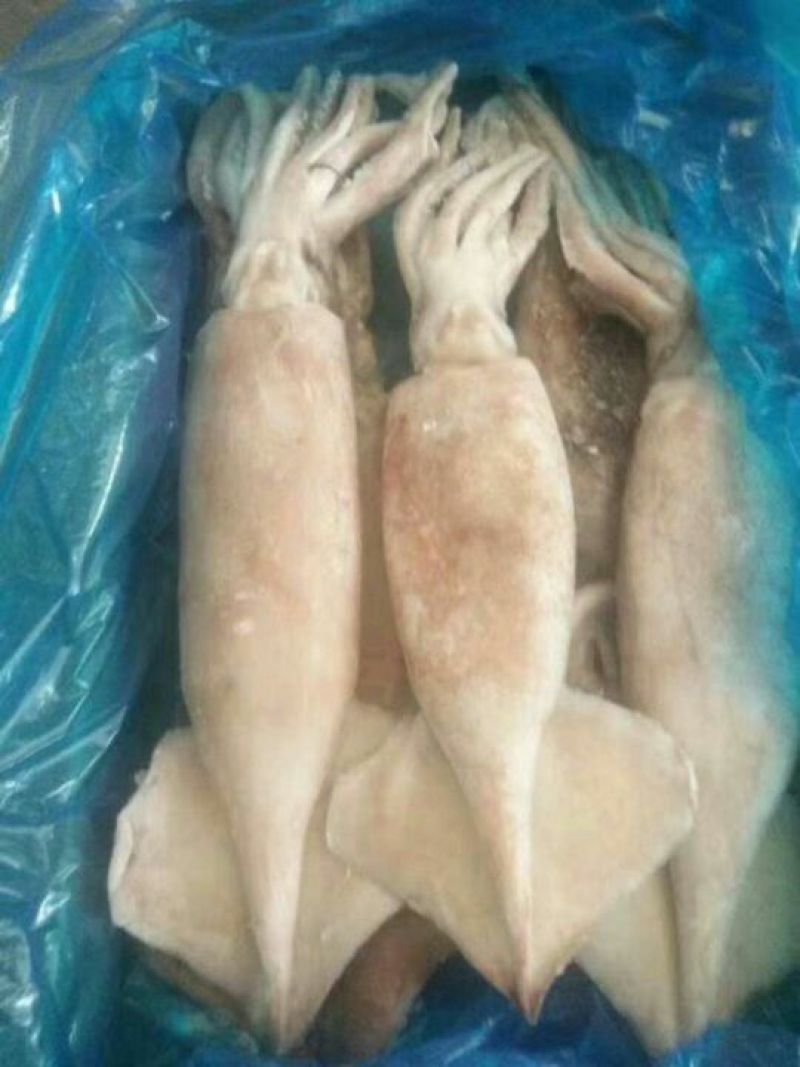 单冻鱿鱼