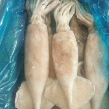 单冻鱿鱼