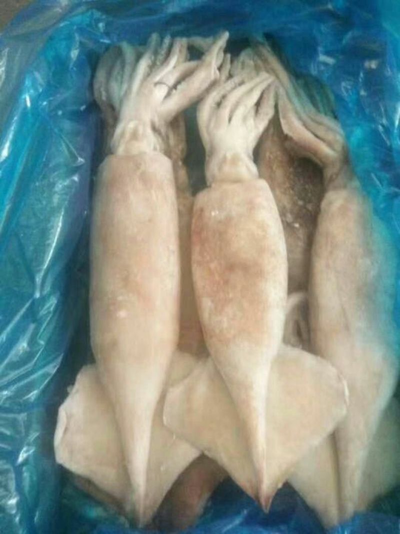 单冻鱿鱼