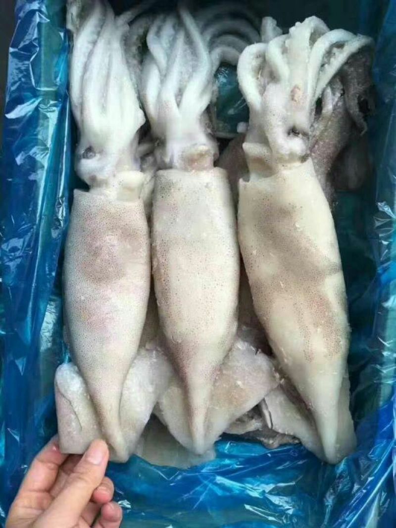 单冻鱿鱼