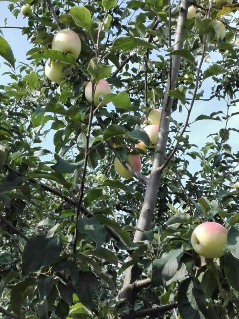 华硕苹果