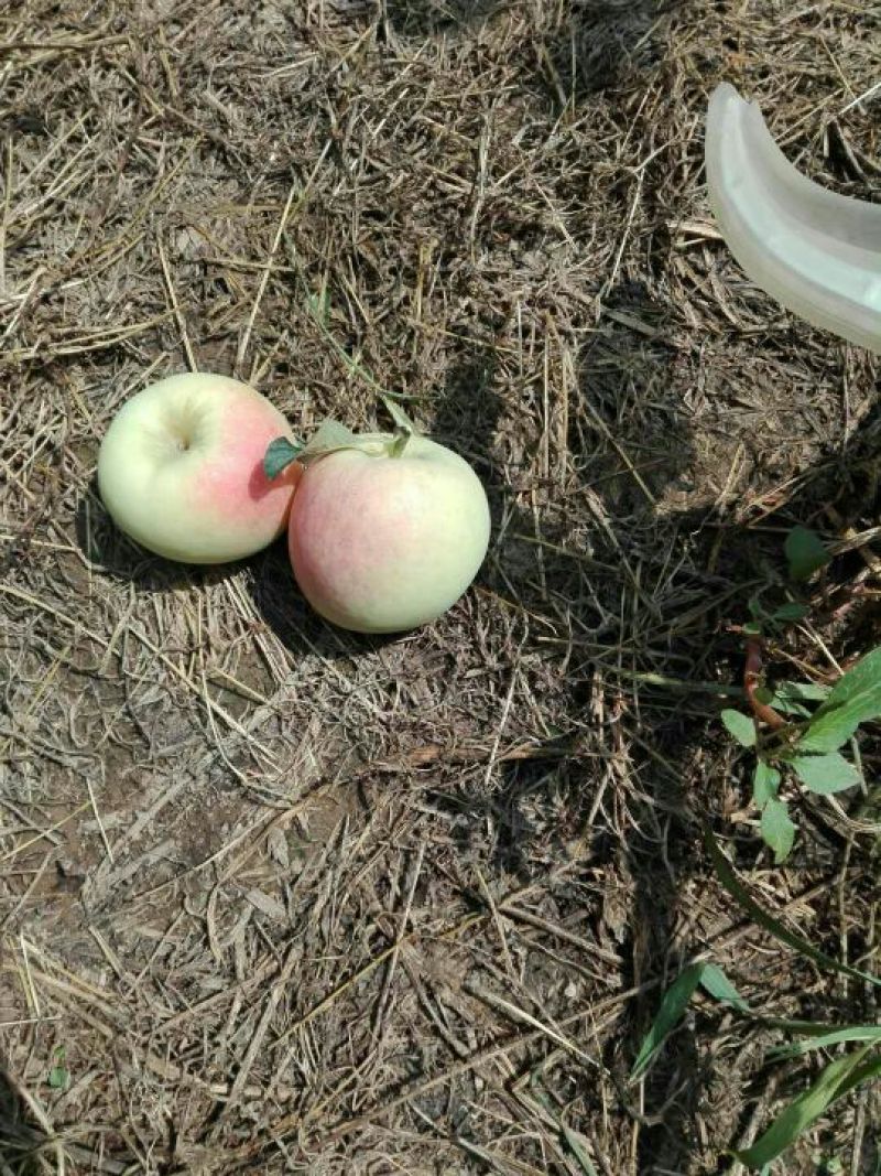 华硕苹果
