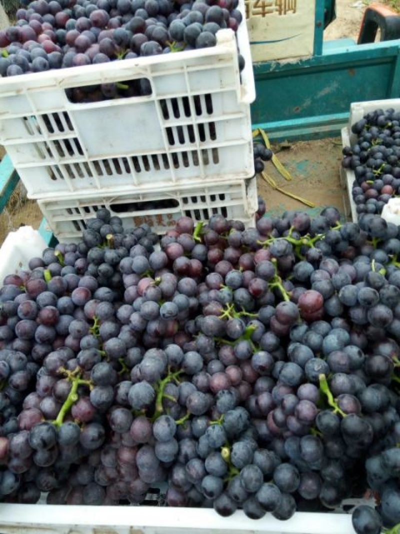 夏黑葡萄:套袋夏黑葡萄货源充足量大，冠县露天葡萄基地