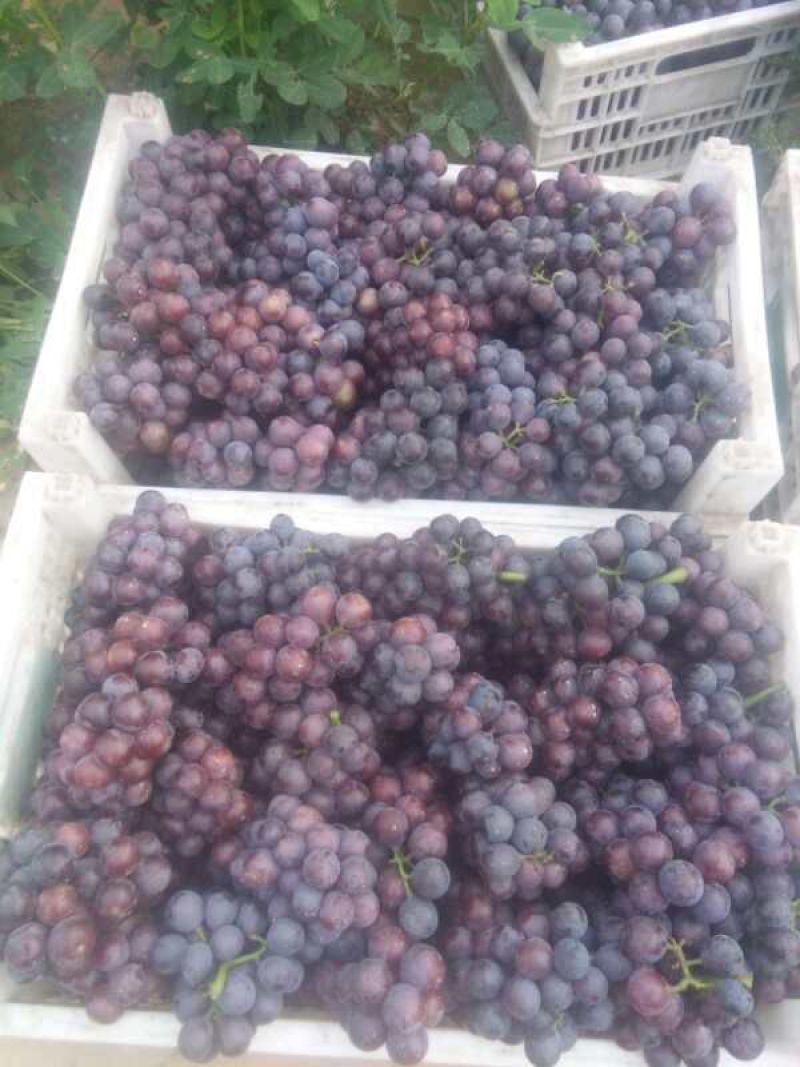 夏黑葡萄:套袋夏黑葡萄货源充足量大，冠县露天葡萄基地