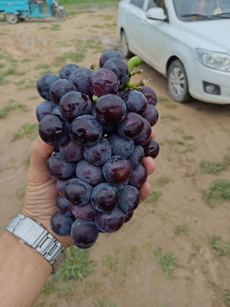 夏黑葡萄:套袋夏黑葡萄货源充足量大，冠县露天葡萄基地
