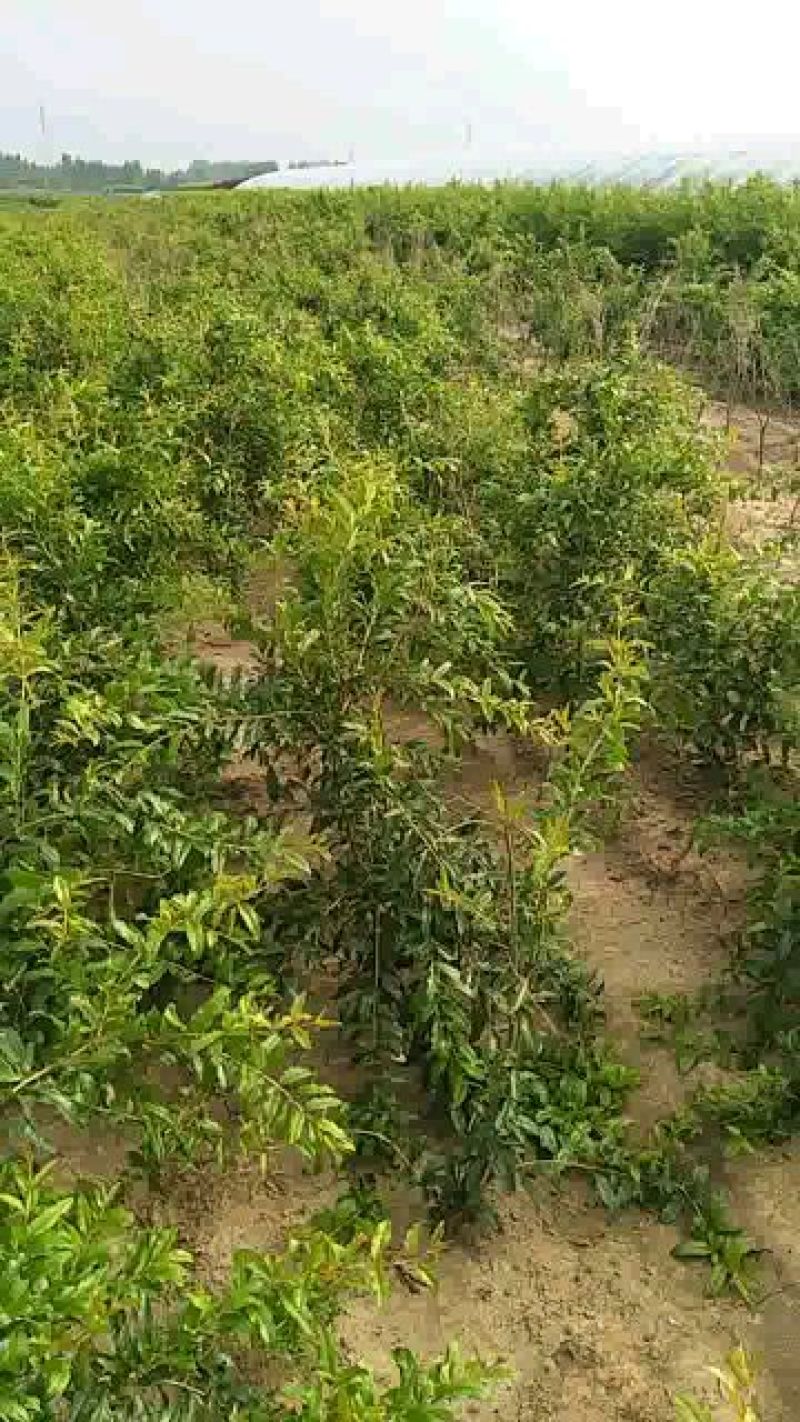 泰山红石榴树苗批发价格软籽石榴树苗蒙阳红石榴苗
