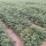 花椒苗大红袍花椒苗基地批发无刺花椒苗