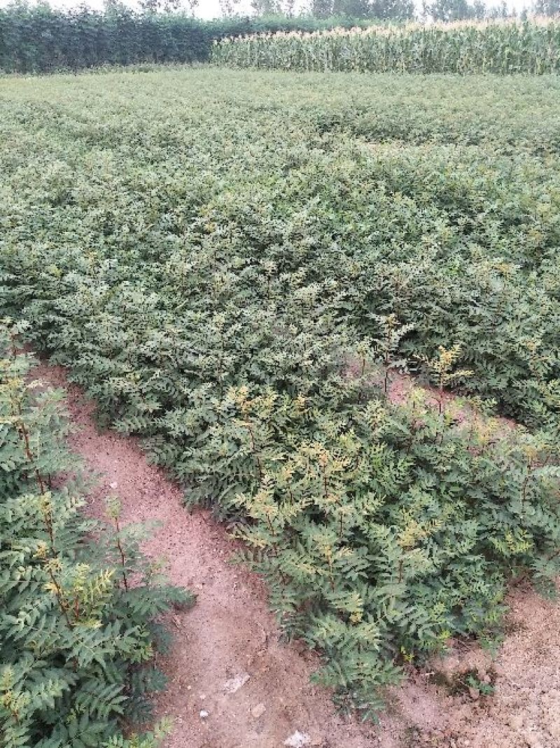 花椒苗大红袍花椒苗基地批发无刺花椒苗