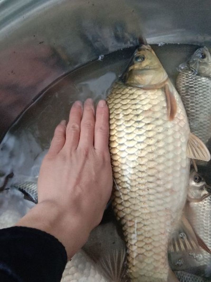 黄金鲫垂钓