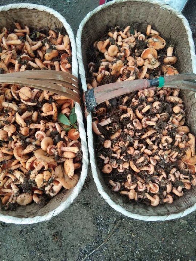 松乳菇，精品精品，好货不等人