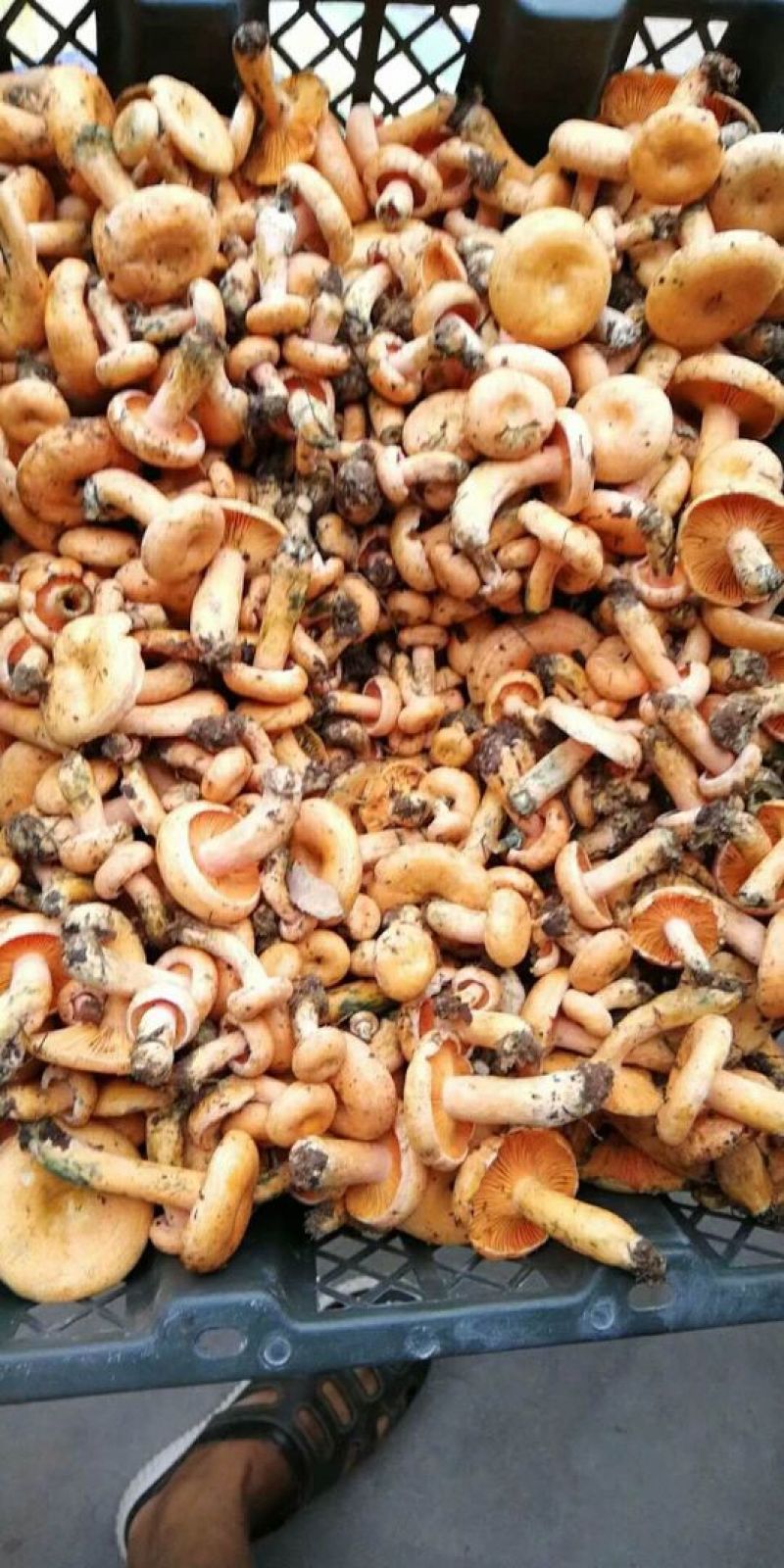 松乳菇，精品精品，好货不等人
