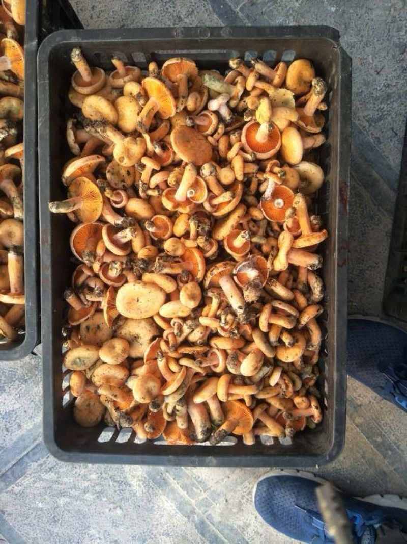 松乳菇，精品精品，好货不等人