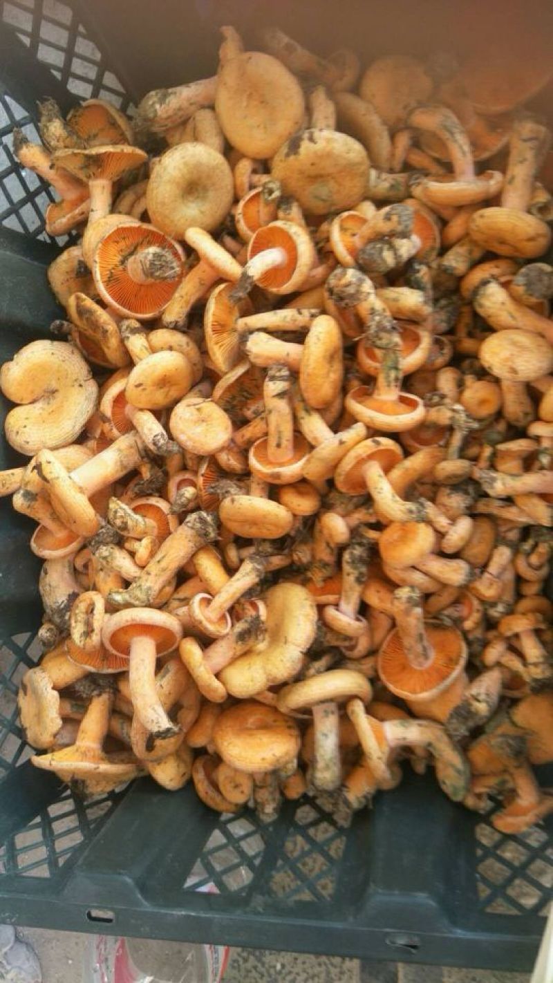 松乳菇，精品精品，好货不等人