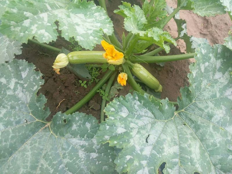 西葫芦，小瓜大量上市