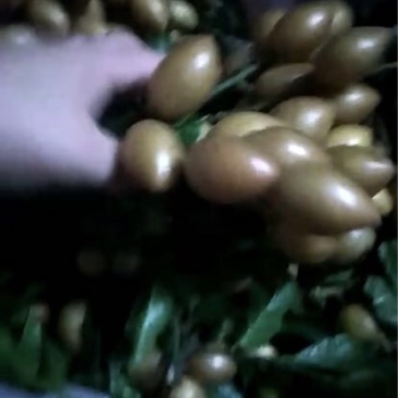 黄皮果球形