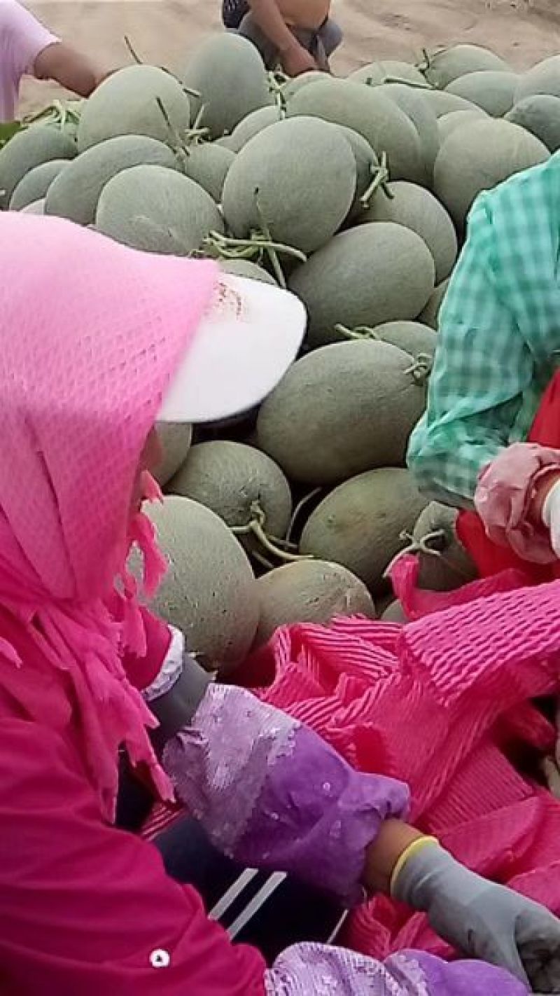 内蒙西部区，西周蜜瓜17号大量有货，产地一手货源欢迎合作