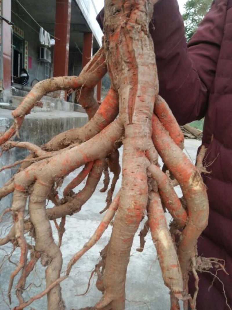 丹参苗