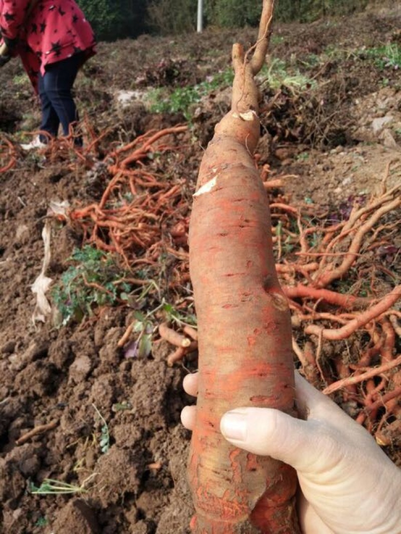 丹参苗