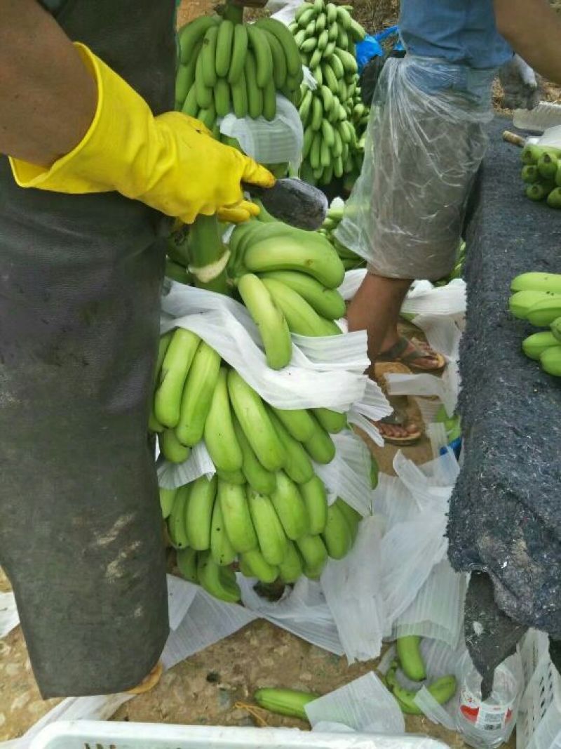 威廉斯香蕉