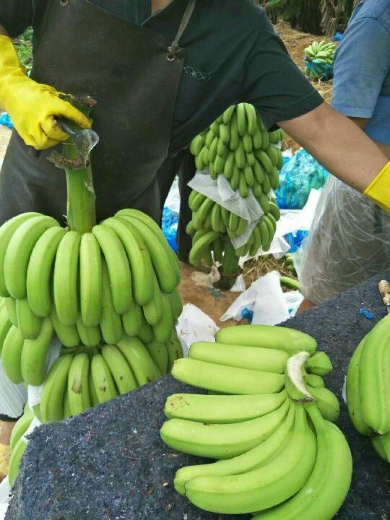 威廉斯香蕉