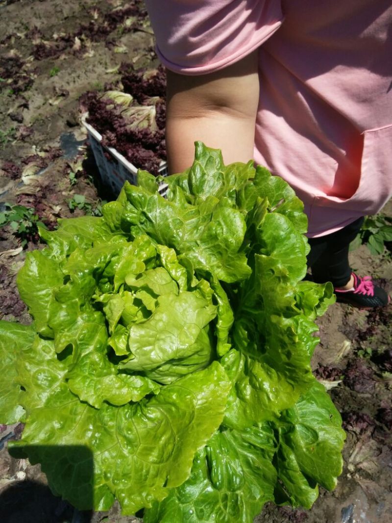 紫叶生菜，罗马生菜