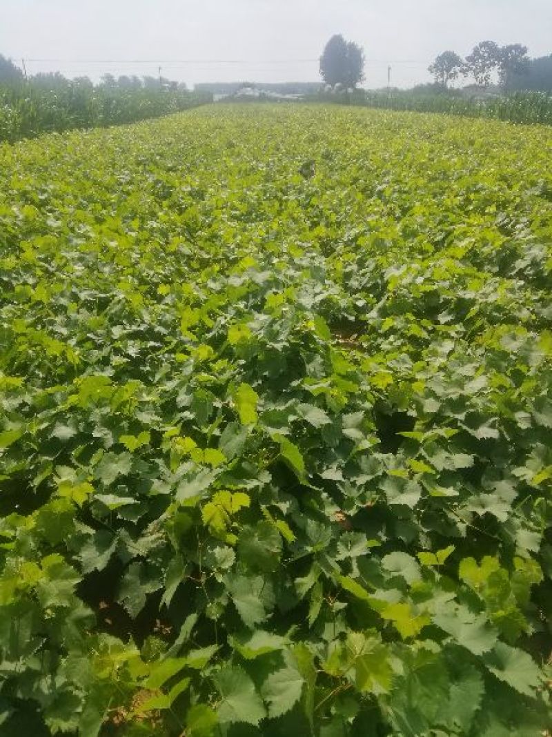 阳光玫瑰，夏黑，巨玫瑰，甜蜜蓝宝石葡萄苗